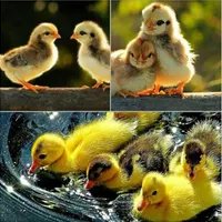 جوجه یکروزه گوشتی/محلی/اردک/خروس یکماهه|حیوانات مزرعه|آمل, |دیوار