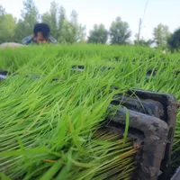 توم‌مناسب‌برای‌نشا‌سنتی‌ومکانیزه‌از۶۰تا۱۰۰|خدمات باغبانی و درختکاری|رشت, حومه رشت|دیوار