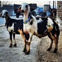 ثبت سفارش گوسفند زنده تحویل در محل سرساعت|حیوانات مزرعه|کرج, مهرویلا جنوبی|دیوار