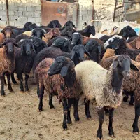 مناسب قربانی گوسفند زنده شکم خالی پر گوشت چاق|حیوانات مزرعه|ماهدشت, |دیوار