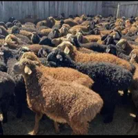 بهترین نژاد گوسفند پروار گوشتی باقصاب