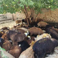 دام .زنده.باقصاب.|حیوانات مزرعه|تهران, شهرک آزادی|دیوار