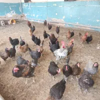 مرغ و خروس بومی گلپایگانی