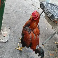 خروس لاری