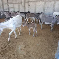 شیر الاغ دوشیدن در حضور مشتری کیلویی ۴۵۰|خوردنی و آشامیدنی|رباط‌کریم, انجم آباد|دیوار