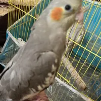 دو عدد جوجه عروس هلندی