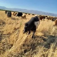 بز نر|حیوانات مزرعه|اردبیل, |دیوار
