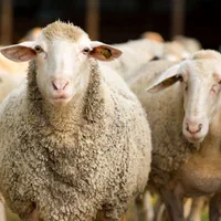 گوسفند قربانی بره