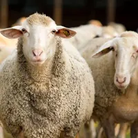 گوسفند قربانی بره