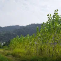 زمین باغی۱۰۰۰متر لاهیجان سندقیمت عالی معاوضه خودرو|فروش زمین و ملک کلنگی|لاهیجان, لیالستان|دیوار
