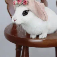 خرگوش چشم سیاه