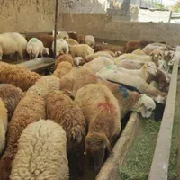 گوسفند قوچ شیشک بره نر چاق زنده ۱۰۰٪ ارگانیکی|حیوانات مزرعه|تهران, شهرک شهید باقری|دیوار