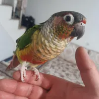 طوطی گمشده گرینچیک