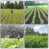 نهال صنوبر|خدمات باغبانی و درختکاری|رشت, نیروی دریایی|دیوار