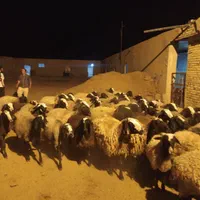 میش ابستن گوسفند دوقلو deroee بره نر ماده ژن قوچ|حیوانات مزرعه|اردکان, |دیوار