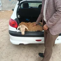 دام پروار شده و پرگوشت
