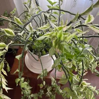 نگهداری و مراقبت از خانم سالمند بصورت ۲۴ ساعته