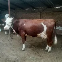 گاو. دزدیده شده