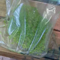 عدسک رو آبی|ماهی|اصفهان, هفتون|دیوار