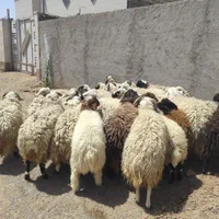 بره گوسفند زنده بومی|عمدهفروشی|شاهینشهر, شهرک گلدیس|دیوار