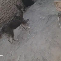 معاوضه با حیوان