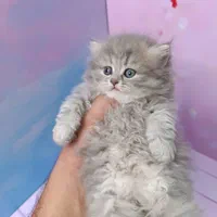 گربه اسکاتیش بریتیش پرشین ملوس و آپارتمانی|گربه|آبادان, |دیوار