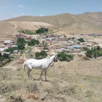 اسب نریان|اسب و تجهیزات اسب‌سواری|اهر, |دیوار