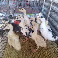 فروش جوجه اردک و جوجه رنگی|حیوانات مزرعه|کرمان, |دیوار