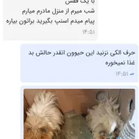 فروش خوکچه هندی اصیل بالغ و معاوضه توله|موش و خرگوش|تهران, تهرانپارس غربی|دیوار