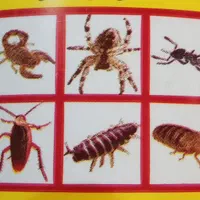 خدمات سمپاشی سوسک ، ساس و...