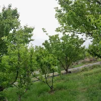 فروش خانه ویلایی 2هزارمترمربع۱ خوابه 30متری بامجوز|فروش خانه و ویلا|طالقان, |دیوار