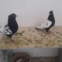 پرنده
