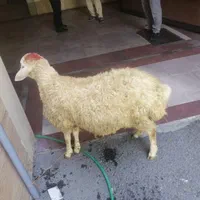 گوسفند داری زنده دامپروری اطمینان با کیفیت|حیوانات مزرعه|کرج, شهرک یاس جنوبی|دیوار