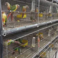 طوطی گرینچیک یا گیرینچیک