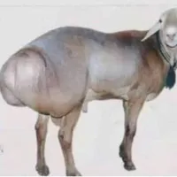 بزغاله