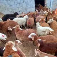 فروش گوسفند زنده بره جهت نذری.عقیقه ومصارف خانگی|حیوانات مزرعه|اصفهان, لاله|دیوار