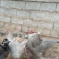 مولد ایام سمانی اندونزی یک خروس چهار مرغ وتخم نطفه|حیوانات مزرعه|شیراز, حافظیه|دیوار