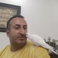 یک عروس هلندی بنام تویتی در روستایشیرکلا گم شده