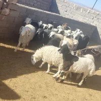 گوسفند عید قربان بره کره چپش قوچ نری بز میش|حیوانات مزرعه|کرمان, |دیوار
