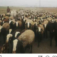گله گوسفند ذات دار بره های ژن نر ماده قوچی شهر شال|حیوانات مزرعه|تربت‌حیدریه, آغوی|دیوار