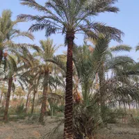 نخل آبشار ،،اصفهان|خدمات باغبانی و درختکاری|اصفهان, همدانیان|دیوار