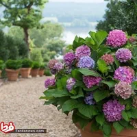 خدمت درختکاری و پیوندزنی سمپاشی و هرس وشخم زدن|خدمات باغبانی و درختکاری|تهران, هروی|دیوار