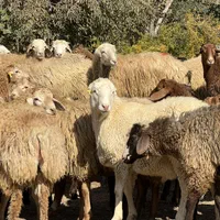 گوسفند و بره ارسال