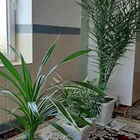 به دلیل جابه جایی|گل و گیاه طبیعی|سقز, |دیوار