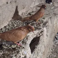 کبوتر عالی رنگی|پرنده|بروجرد, |دیوار