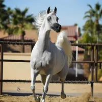 آموزش سوارکاری اسب سواری در تاکستان|خدمات آموزشی|تاکستان, |دیوار