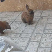 خرگوش اهلی برای فروش