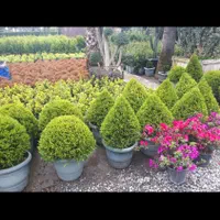 گل و گیاه و درخت|گل و گیاه طبیعی|تهران, هفت حوض|دیوار