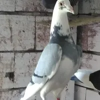 گمشده ها