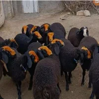 گوسفند زنده نرجوان باقصاب درب منزل تمام تهران|حیوانات مزرعه|تهران, نیروی هوایی (پیروزی)|دیوار